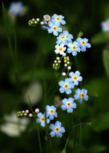 Eternal Elegance Blooming Bouquet