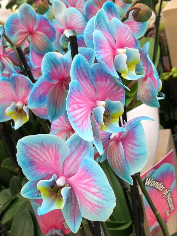 Mystic Meadow Handpicked Harmony